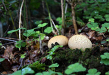 Vil du hjælpe med at skabe større viden om naturen i Danmark?