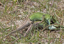Bliv en del af BFN-fællesskabet på Arter.dk