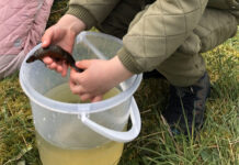 Padder, krybdyr og livet i søen med Naturklubben