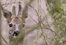 Naturklubben for børn kalder. Tema: pattedyr