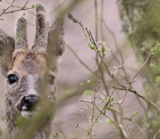 Naturklubben for børn kalder. Tema: pattedyr
