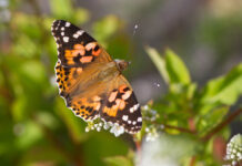 Kom med på sommerfugletur