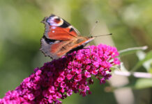 Naturklubben: Sommerfugle og andre skønheder
