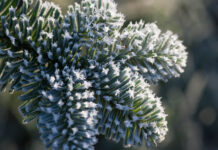 Julemødet i Hummerhuset