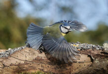 Opstart af Fuglestudiekreds forår 2024
