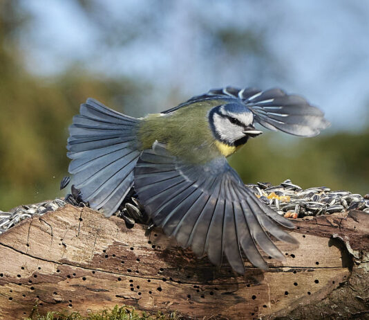 Opstart af Fuglestudiekreds forår 2024