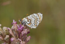 Generalforsamling BFN’s Naturkurser