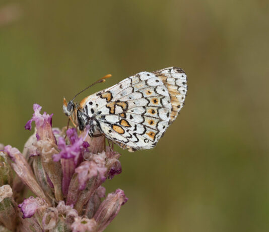 Generalforsamling BFN’s Naturkurser