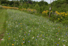 Ekskursion hos Ivan og Elly Hansen i Svankær.