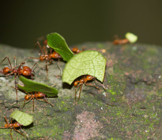 Arbejdsdag i Tved Gl. Skole