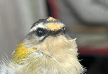 Naturklubben for børn på ekskursion til Myrupgaard