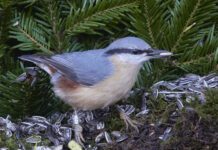 Fuglestudiekreds forår 2025