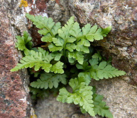 Naturoplevelser i 2024