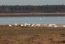 Oplæg om Den Grønne Trepart:Hvad betyder det for vores natur?