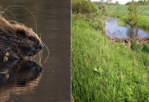 Ekskursion til Klosterheden Plantage