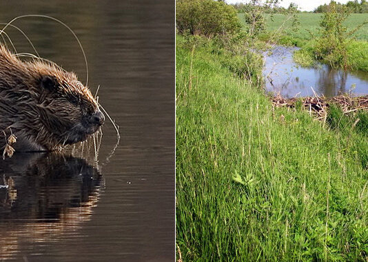 Ekskursion til Klosterheden Plantage