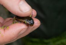 Naturklubben: Sommerens komme