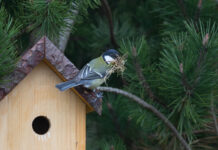 Naturklubben bygger mejsekasser Blåmejse med redemateriale ved redekassen. Foto: Naturguide.dk