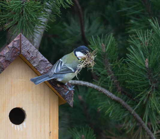 Naturklubben bygger mejsekasser Blåmejse med redemateriale ved redekassen. Foto: Naturguide.dk