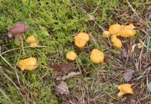 Naturklubben for børn tager på svampetur i Tved Plantage Naturklubben på svampetur. kantareller. Foto: Naturguide.dk