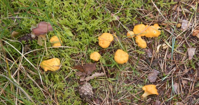 Naturklubben på svampetur. kantareller. Foto: Naturguide.dk