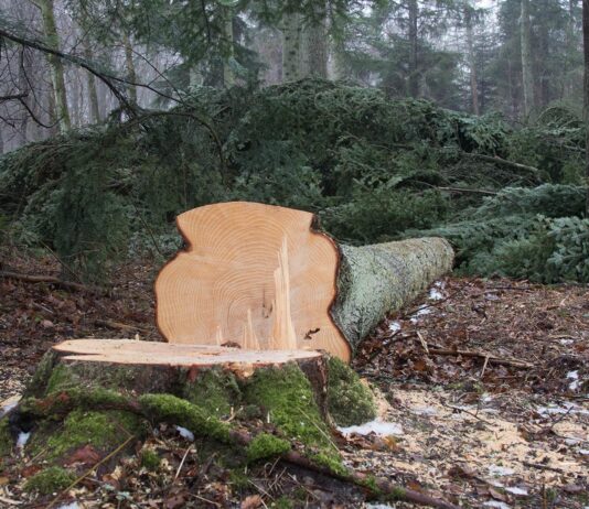 Naturklubben for børn lærer om træer, svampe, fældning og meget mere.. Naturklubben for børn kigger på træer, fældning og teknik mm.