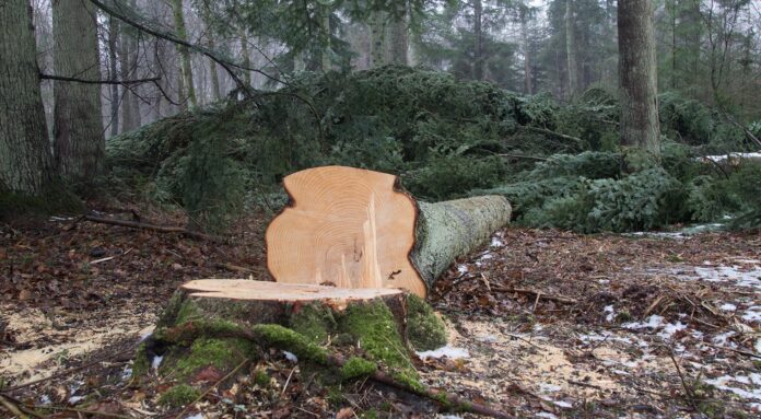 Naturklubben for børn kigger på træer, fældning og teknik mm.