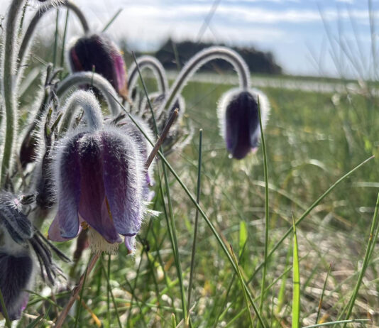 Oplev naturen med BFN’s Naturkurser – 6 spændende kurser BFN's Naturkurser på tur. Kobjælde ved Hanstholm.
