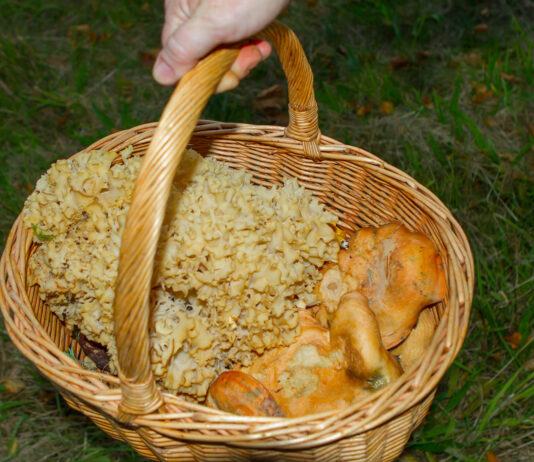 Svampetur til Tved Klitplantage Fyldt svampekurv efter en svampetur. Foto: Naturmagasinet.dk