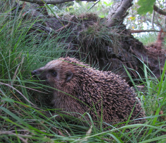 Årets sidste møde for Naturklubben – Efterår Pindsvin: Foto: Niels Dahlin Lisborg