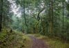 Kom til fælles dag om fremtidens skove i Thy Tvorup Klitplantage i Thy. Foto: Ib Nord Nielsen