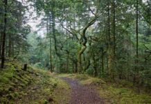 Kom til fælles dag om fremtidens skove i Thy Tvorup Klitplantage i Thy. Foto: Ib Nord Nielsen