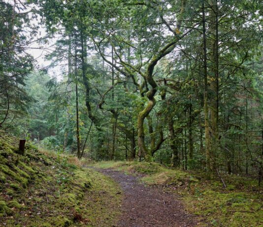 Kom til fælles dag om fremtidens skove i Thy Tvorup Klitplantage i Thy. Foto: Ib Nord Nielsen